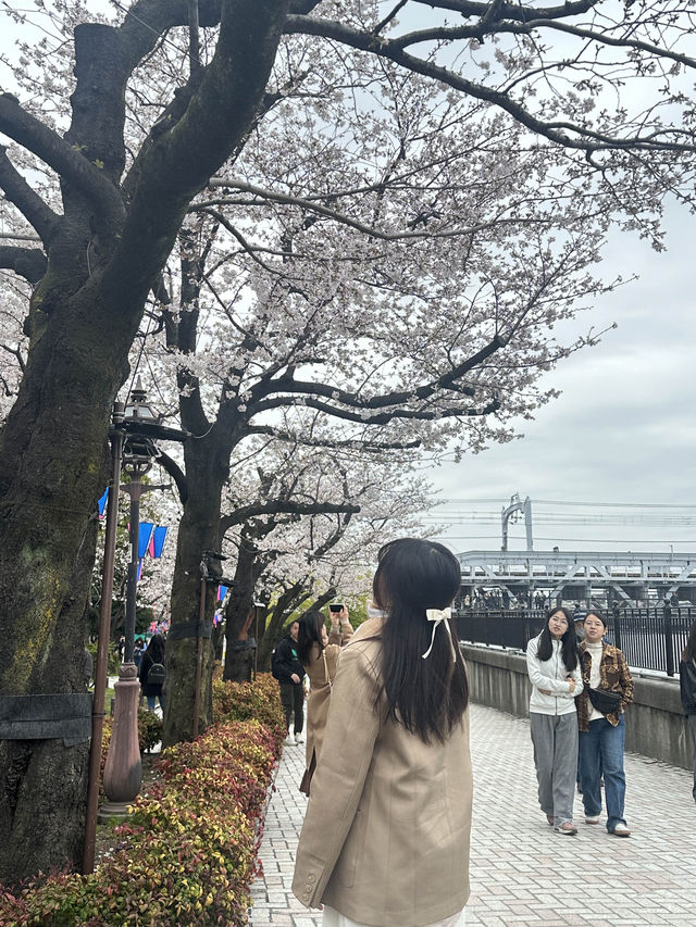 🌸櫻花季的偶田公園