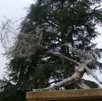Trentham Garden - Fairly Sculpture