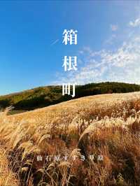 〜神奈川県〜黄金の絨毯　紅葉だけじゃない日本の秋の景色