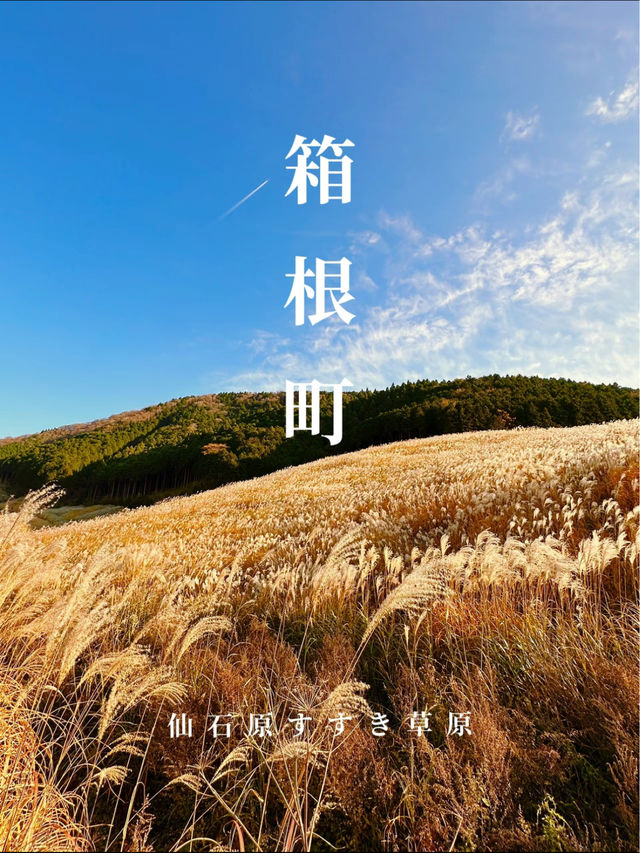 〜神奈川県〜黄金の絨毯　紅葉だけじゃない日本の秋の景色