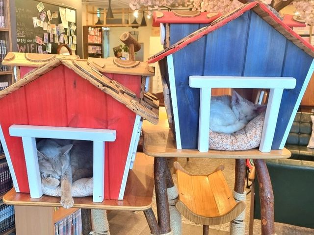 하남 고양이 카페: ☕️냥이툰😸