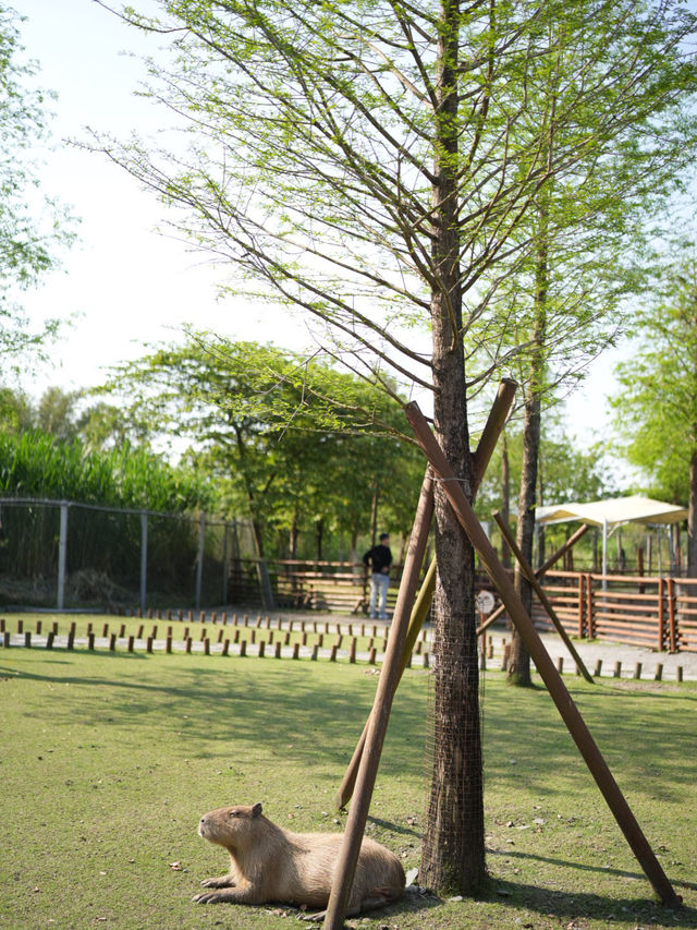 宜蘭景點・斑比山丘Bambi Land：迷你版奈良公園