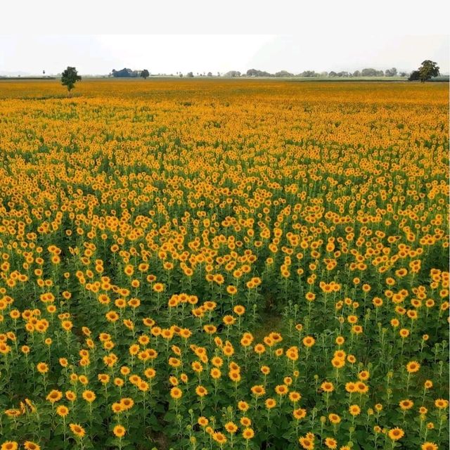 ทุ่งทานตะวัน