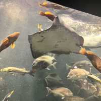 鶴岡駅からバスで40分！『加茂水族館』でクラゲを見る🪼