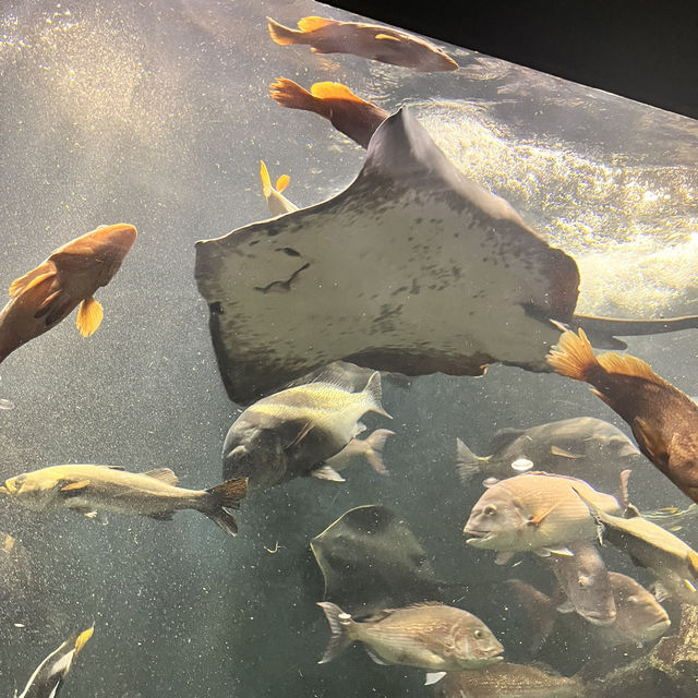 鶴岡駅からバスで40分！『加茂水族館』でクラゲを見る🪼