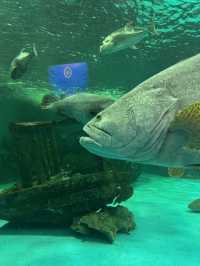 โลกใต้ทะเล Bangsaen aquarium 🐠