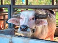 รีวิว หมู่บ้านอนุรักษ์ควายไทย 🐃 (สุพรรณบุรี)