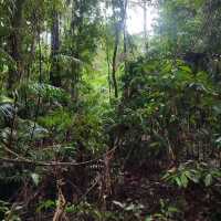 Daintree Rainforest: A Journey into Australia’s Pristine and Ancient Wilderness