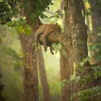 Amazon Rainforest: An Epic Adventure into the Heart of the Earth’s Green Lungs