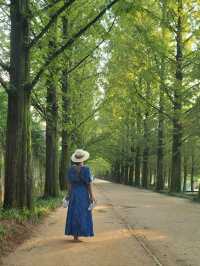 메타세콰이어숲길을 맨발로 걸어요🌲