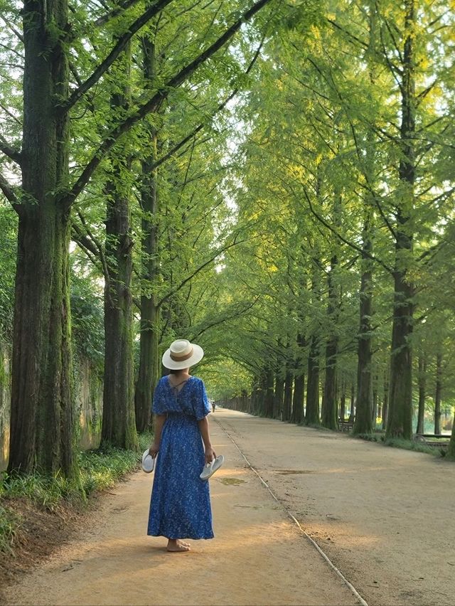 메타세콰이어숲길을 맨발로 걸어요🌲