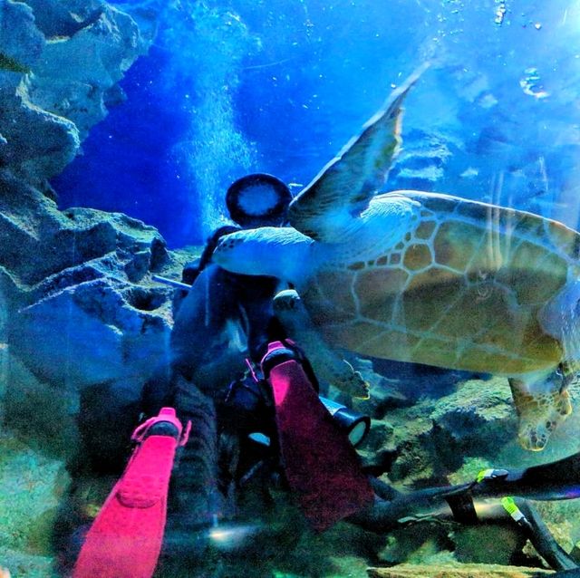 🇲🇾 Underwater Wonders: Exploring Aquaria KLCC