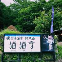 【🇯🇵京都】にゃんにゃんと招かれてやって来た🐈