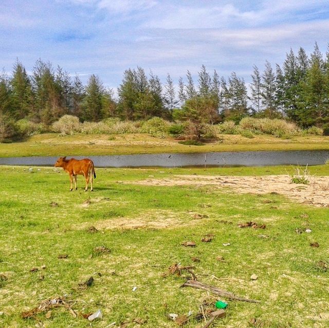 🇮🇩 Lampuuk Beach: Where Sandy Shores Meet Pastoral Peace