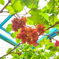🇲🇾 Taman Anggur & Strawberry Darul Zahra: A Rooftop Retreat