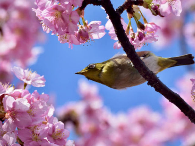 The beauty of spring season in Japan!