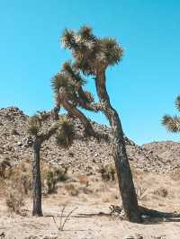 Joshua Tree National Park: A Surreal Desert Experience