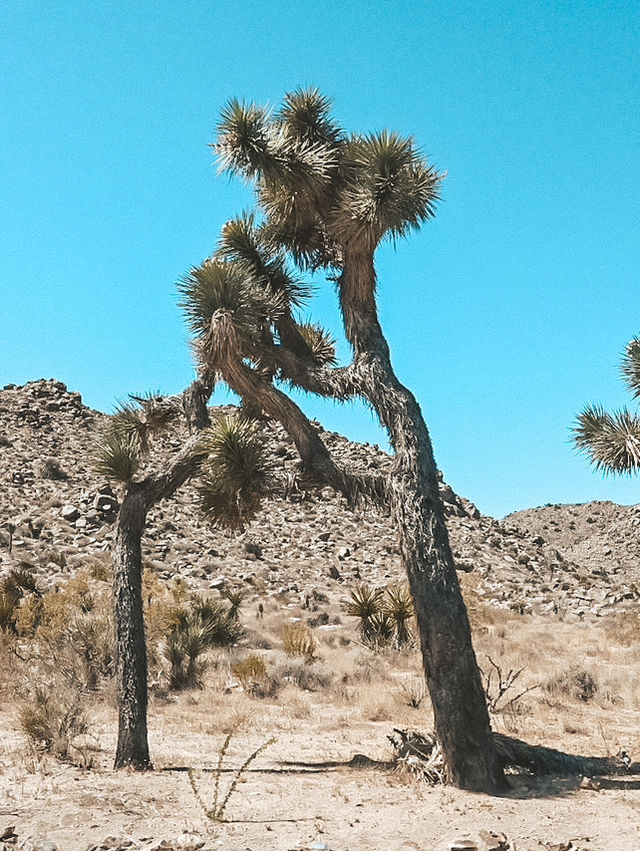Joshua Tree National Park: A Surreal Desert Experience