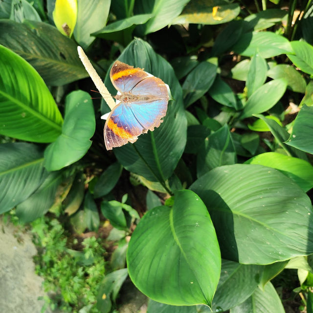 Kuala Lumpur Butterfly Park