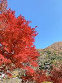 【大分観光】紅葉が人気だけど🍁四季折々の景色が見られる日本庭園🍁