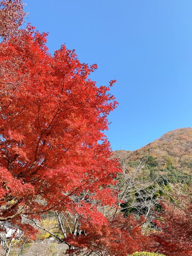 【大分観光】紅葉が人気だけど🍁四季折々の景色が見られる日本庭園🍁