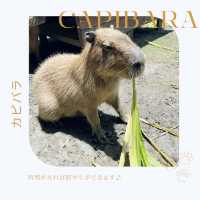 【台湾】墾丁で動物とふれあおう！