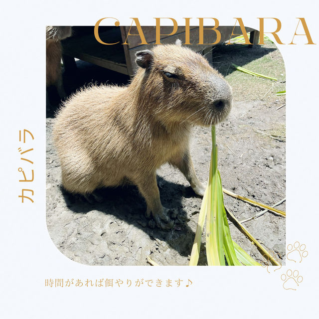 【台湾】墾丁で動物とふれあおう！