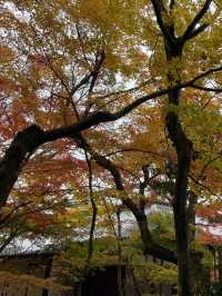 ใบไม้เปลี่ยนสีที่ Jojakkoji Temple Kyoto
