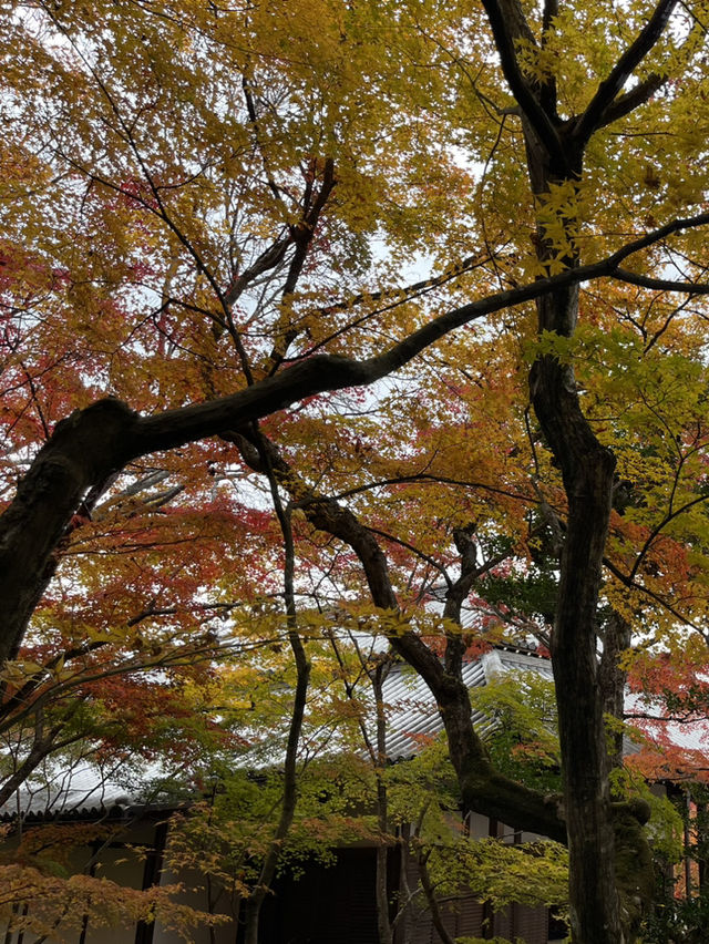 ใบไม้เปลี่ยนสีที่ Jojakkoji Temple Kyoto