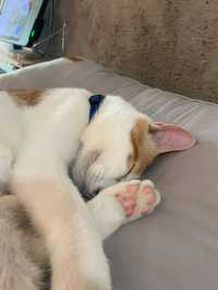 ෆ˃̵͈̑ᴗ˂̵͈̑ෆ 😄🎵강남고양이카페 추천 캠핑고양이 양재점 