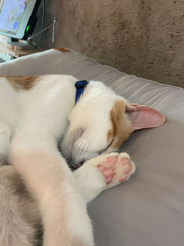 ෆ˃̵͈̑ᴗ˂̵͈̑ෆ 😄🎵강남고양이카페 추천 캠핑고양이 양재점 