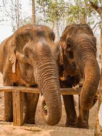 📍Manifa Elephant Camp & Resort