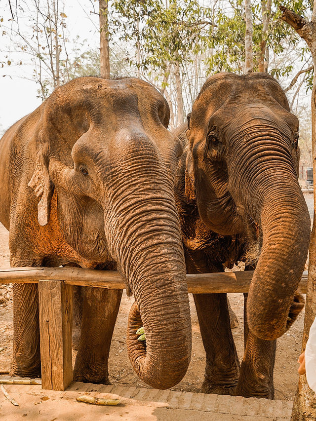 📍Manifa Elephant Camp & Resort