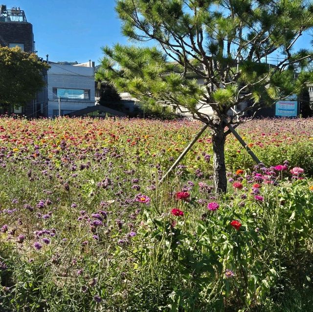 서울 가을 꽃구경