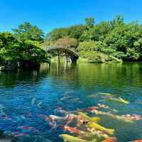 花田苑：鳥語花香的日本庭院夢🌸🐟