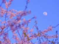【青森/弘前】しぬまでに見たい弘前城のさくら