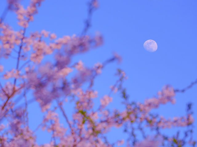 【青森/弘前】しぬまでに見たい弘前城のさくら
