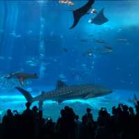 沖繩美麗海水族館