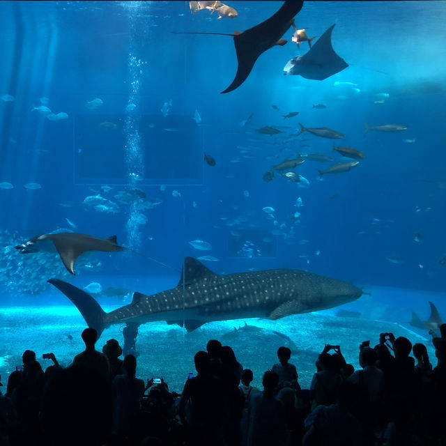 沖繩美麗海水族館