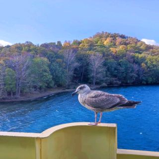 Don't Miss the Boat Trip to Toya Lake