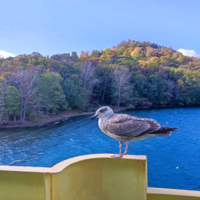 洞爺湖遊船之旅別錯過登島