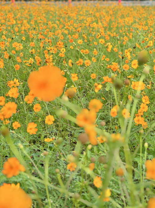 400万本のコスモス畑🌼*・ | Trip.com 小野