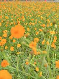 400万本のコスモス畑🌼*･