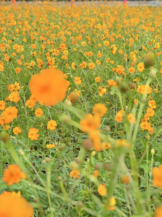 400万本のコスモス畑🌼*･