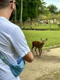 Family Fun at Nara Park, Japan! 🦌🌿