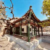 來北京中山公園賞春花美景～醉遊人