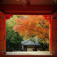 Must visit Nara in Fall
