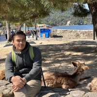 Island of Wonder: Exploring the Beauty and Charm of Miyajima!