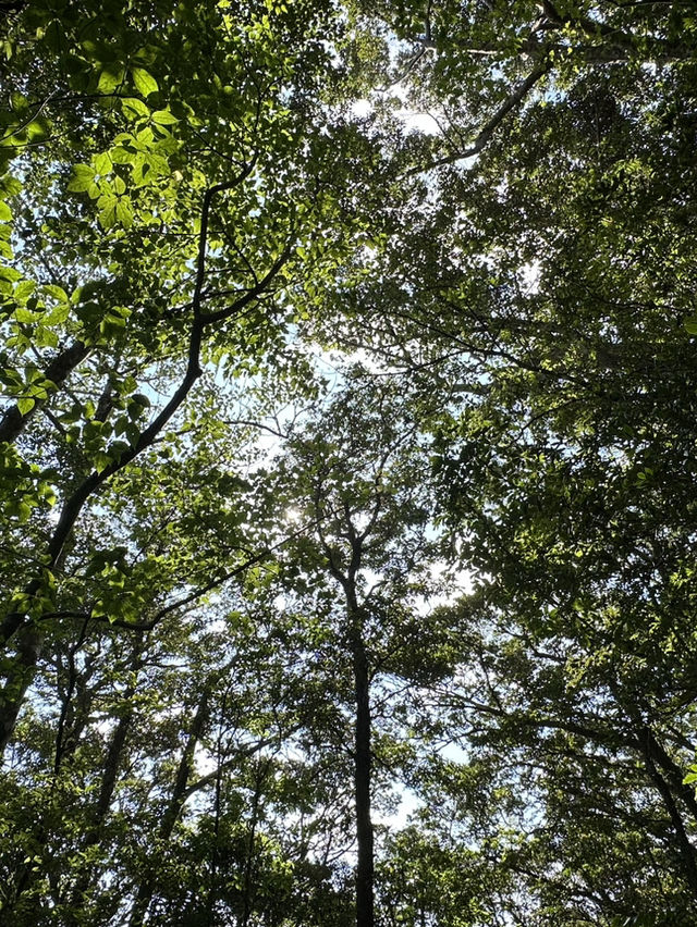 【奄美大島】金作原