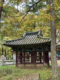 💛 가을을 만끽할 수 있는 🍁 충북 보은군 아름다운 가을 사찰 나들이 명소 🧡